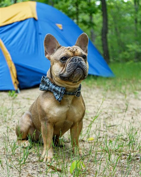 When your were born for glamping, but your friends make ...