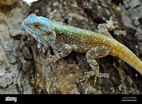 South Africa Kruger National Park Male Blue Headed Tree Agama Lizard