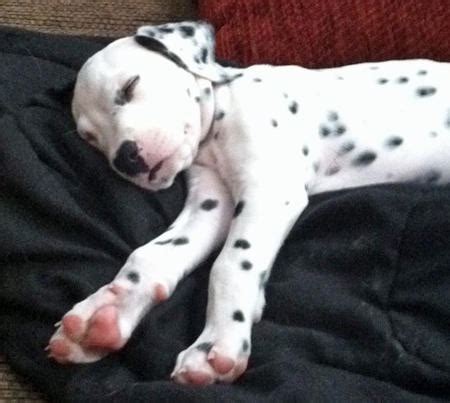 Pongo The Dalmatian Puppies Daily Puppy
