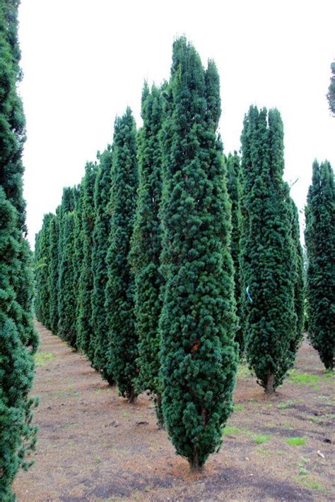 Columnar Evergreen Trees For Small Gardens Huntercumbrae