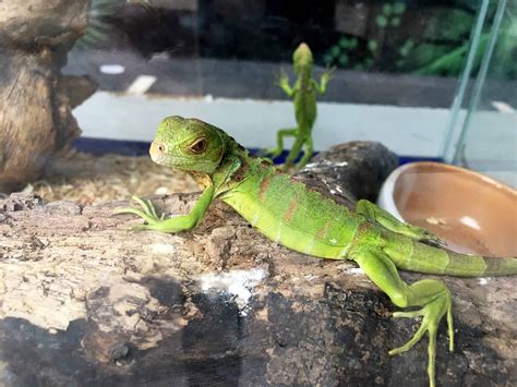 Pet Lizards Your Ultimate Get Started Guide