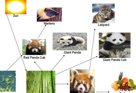 Red Panda Food Chain