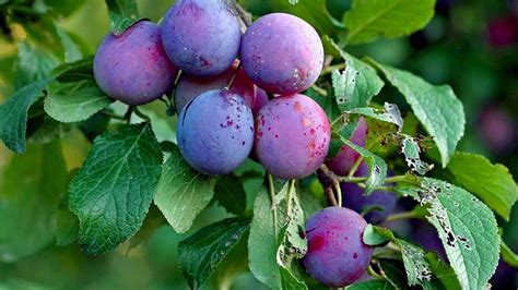How To Grow Care And Harvesting Plum Trees In Backyard Growing