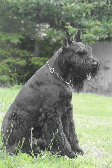 One way to determine the ancestry of your mixed breed is through a dna test. Giant Schnauzer Puppies For Sale | Atlanta, GA #98770