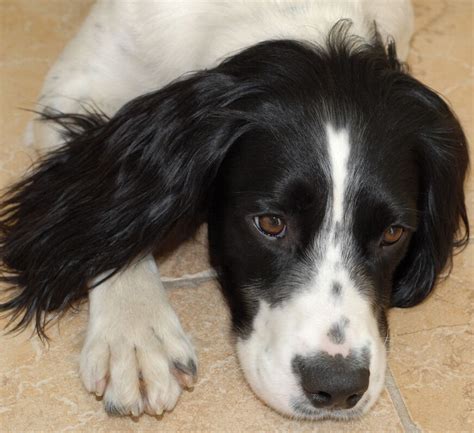 Thanksgiving day is a day for people in the us to give thanks for what they have. THANKSGIVING - Temecula Mobile Dog Groomer