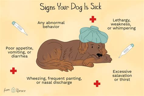 Signs Of Illness In Dogs