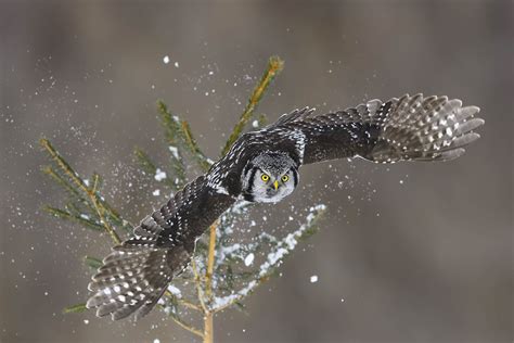 Bird And Wildlife Photography