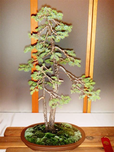Featuring short green needles, flaky bark and rugged character only found in a collected tree. Bonsai in Hoosierland: August 2016