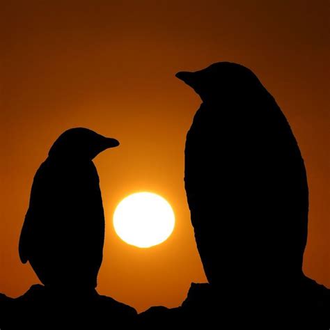 Penguins At Sunset Penguins Penguin Love Penguin World