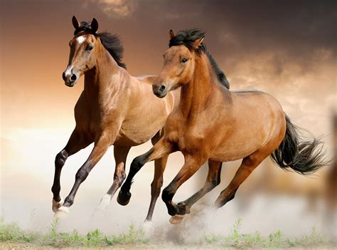 Mustang with serious look and wavy. Brown Horses Running Wallpaper | Horse wallpaper ...
