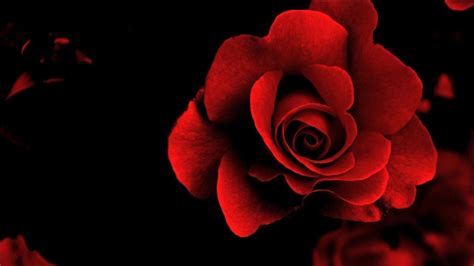 Gambar Bunga Mawar Merah Dari Koleksi Gambar Bunga Mawar Yang Indah Dan