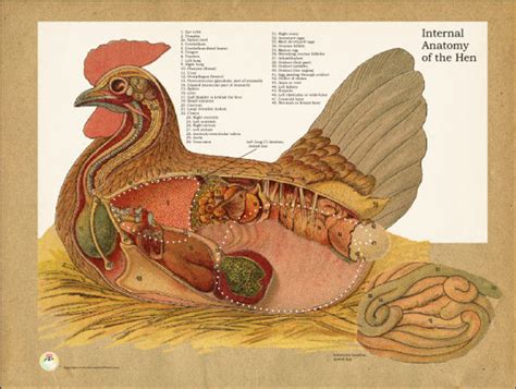 Chicken Internal Organ System Poster Clinical Charts And Supplies