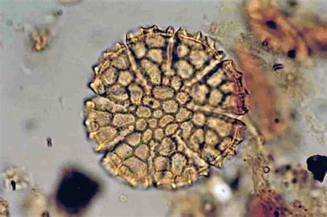 Basil Pollen From Third Century Ruin In Japan Came From Overseas