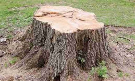 Tree Stump Grinding St Neots Cambridgeshire Stump Removal Cambridgeshire