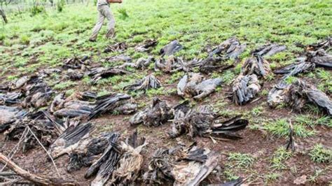Forty Vultures Killed In Mass Poisoning