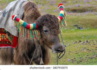 28 states of india has unique animals with common and scientific name, some of the animals and birds are fall in the category of finally, on 16 may 1975, sikkim officially became the 22 nd state of india. Sikkim Animals Images, Stock Photos & Vectors | Shutterstock