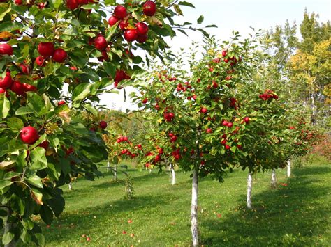 Are All Types Of Apple Trees Suitable For Uk Climate My Decorative