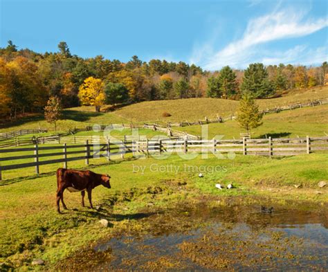 Country Scene With Cow Watching Ducks Stock Photo Royalty Free