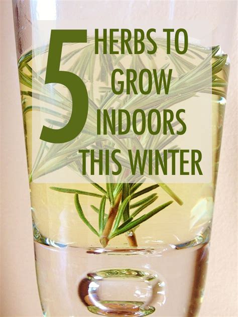 Our Top Five Herbs To Grow Indoors This Winter Growing Herbs Indoors