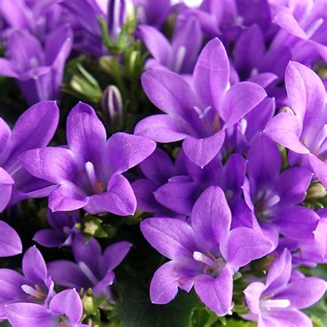 Dalmatian bellflower, wall bellflower, adria bellflower, campanula muralis. Dalmatian Bellflower 'Birch Hybrid' (Campanula ...