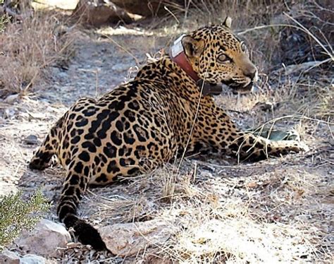Elias told the arizona daily star that he suspects a hunter was hired to trap a mountain lion, which yo'oko, a male jaguar, was first spotted in the huachuca mountains of southern arizona in late 2016. Officials euthanize AZ jaguar; he was ill | Science ...