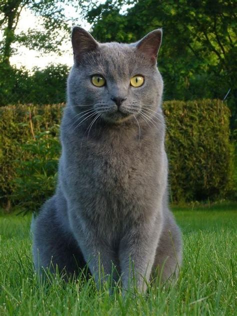 Chartreux Cat Cats Y Dogs Grey Cat Breeds Cat Breeds Chartreux Cat