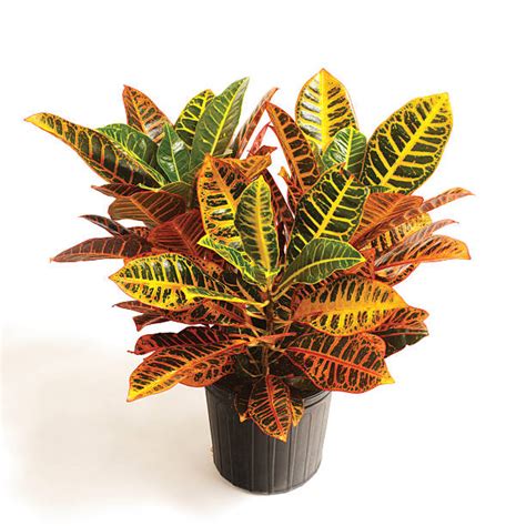 Croton plant care plant diseases colorful plants plant pictures little plants tropical garden houseplants backyard patio. Royalty Free Croton Plant Pictures, Images and Stock ...