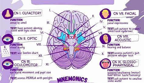 This is a cranial nerves downloadable PDF file along with a worksheet