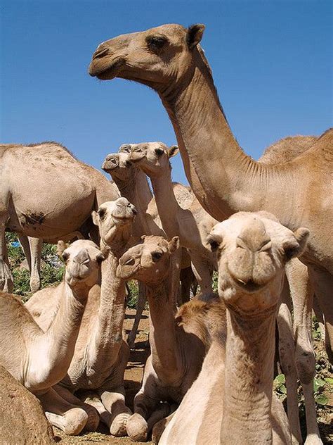 #Camels are so funny looking | Livestock, Camels, Animals