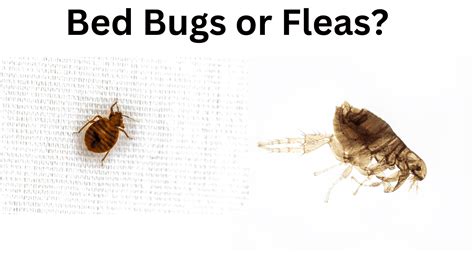 Bed Bugs And Fleas Spotting The Difference