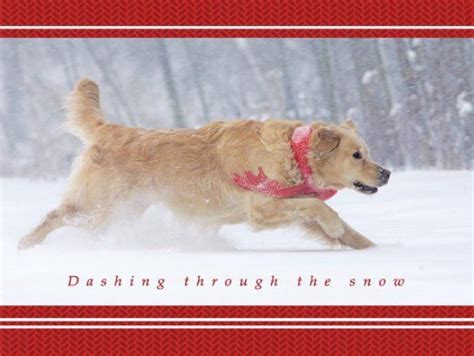 We did not find results for: Amazon.com: Dashing Through the Snow Golden Retriever Christmas Cards: Office Products | Puppy ...