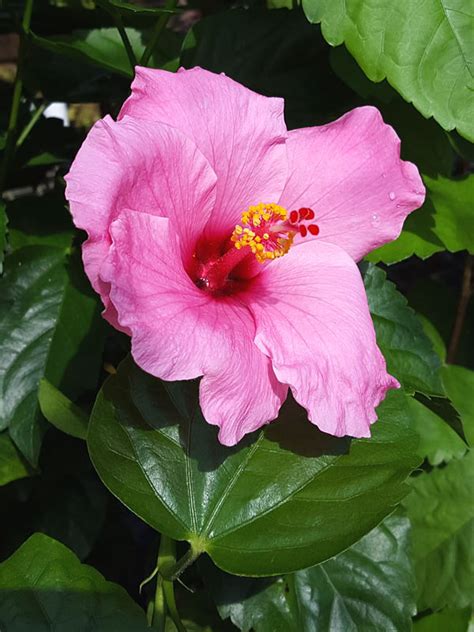 Tropical plants may sound exotic, but they're actually quite easy to grow. 4 Plant, Flowering Hibiscus Bush Mix (h.rosa-sinensis ...