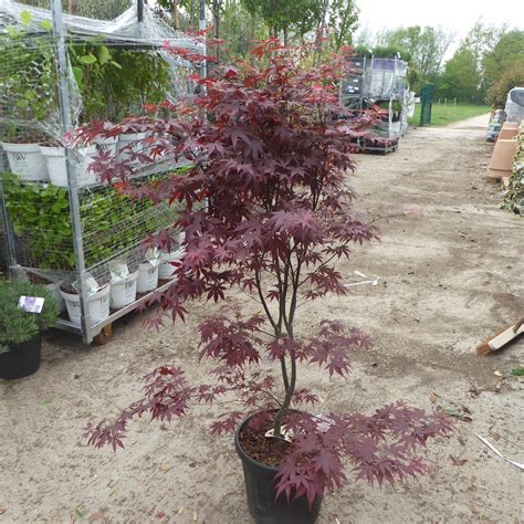 Gorgeous Acer Trees For Sale Buy Acer Trees Online Charella Gardens