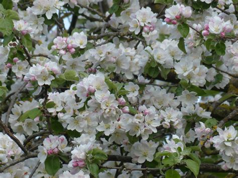 Maybe you would like to learn more about one of these? Free Images : branch, white, flower, bloom, produce, pink ...