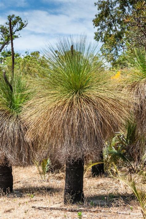 Grass Tree Or Black Boys Xanthorrhoea Slow Growing Single Lobed Plant