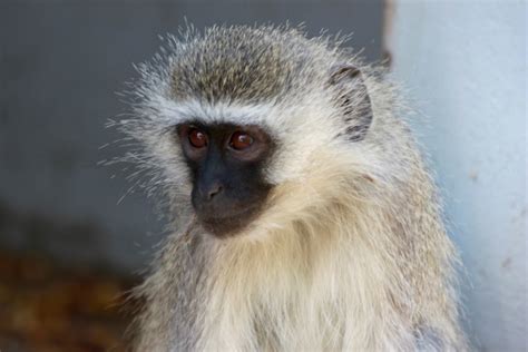 Beasts Of Botswana Vervet Monkeys Venturesome Overland