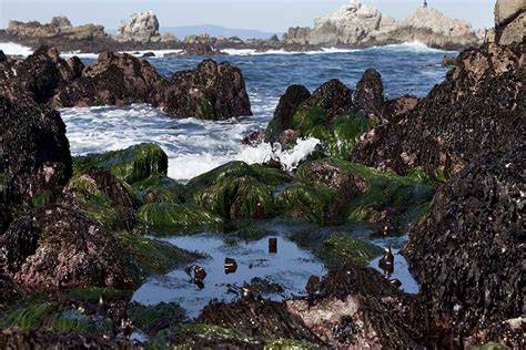 What Is The Intertidal Zone