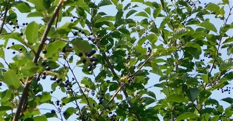 Black Berries On A Small Tree · Free Stock Video