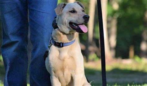 Making sure your dog is well trained is crucial in terms of keeping your family safe and comfortable, as well as other people who may encounter your dog. Albuquerque Off Leash K9 Dog Training | Dog Obedience Training