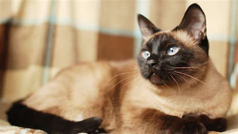 Are Siamese Cats Smarter Than Dogs A Look At The Unique Cognitive