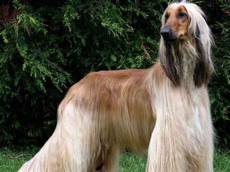 Top 10 Dumbest Dog Breeds