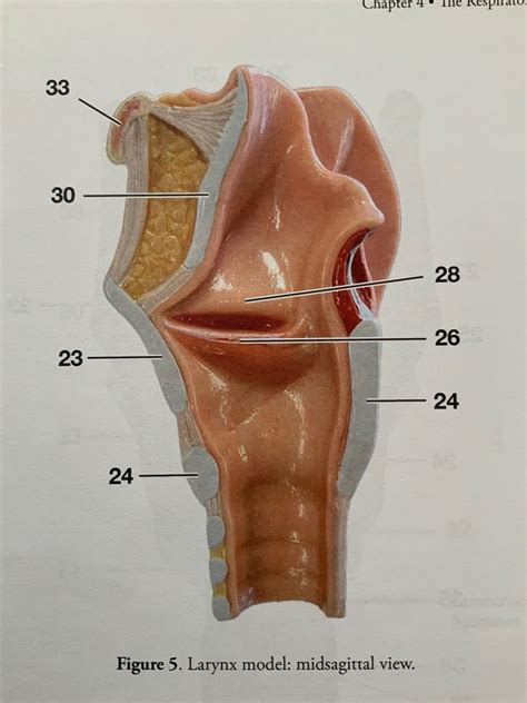 Amazon Com Throat Model Larynx Midsagittal Cut Model Thyroid Gland Of