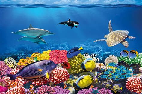 Undersea Coral Reef Photo Wall Paper Aquarium Fish Sea