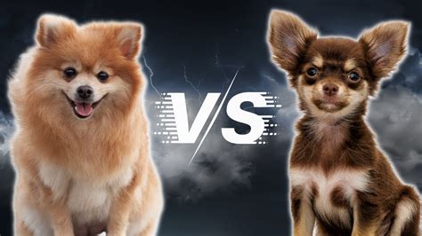 Pomeranian 🆚 Chihuahua Which Dog Breed Is Right For You 🤔 Youtube