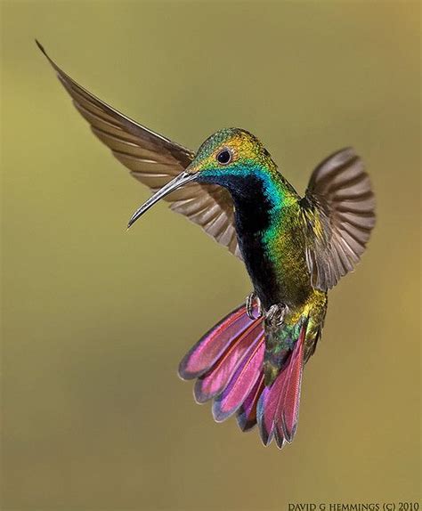 The 37 Most Spectacular Hummingbirds Fallinpets