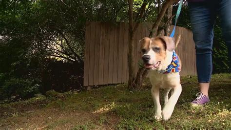 Help Wonder Woman A Dog Found Abandoned In A Crate Win National