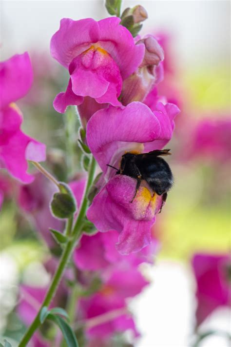 How To Grow Snapdragons The Unique Flower With Hinged Blooms