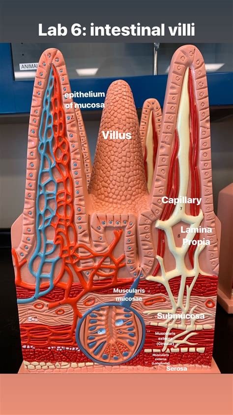 Model Of Villi In The Digestive System