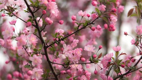 Wallpaper Pink Sakura Bloom Twigs Spring Flowers 1920x1440 Hd