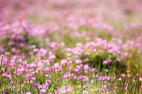 Hd Wallpaper Purple Flower Field During Daytime To Use Texture